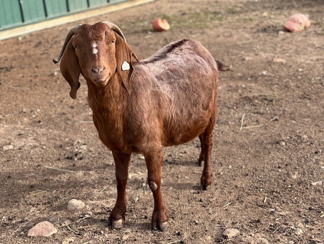 Goat for adoption - RUTH, a Goat in Union, MO