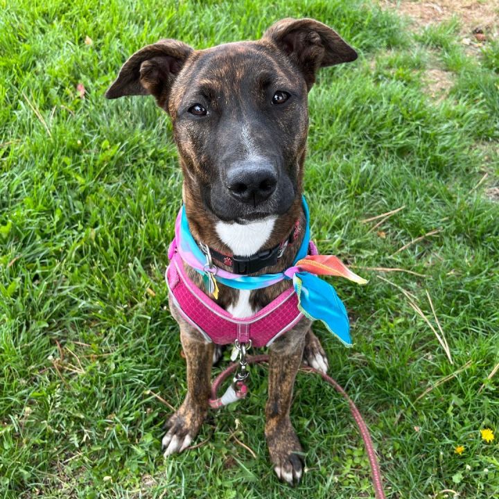 Dog for adoption - Midnight, a Boxer & Shepherd Mix in Albuquerque, NM ...