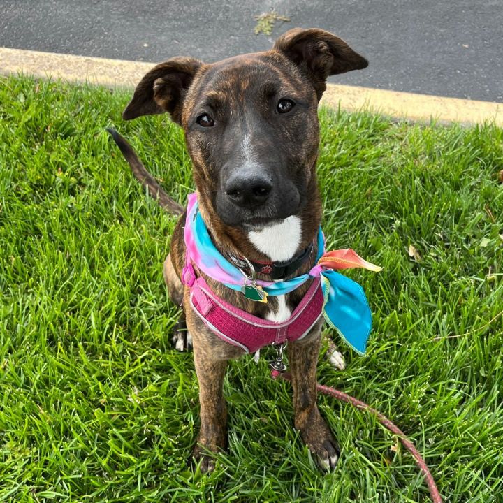 Dog for adoption - Midnight, a Boxer & Shepherd Mix in Albuquerque, NM ...