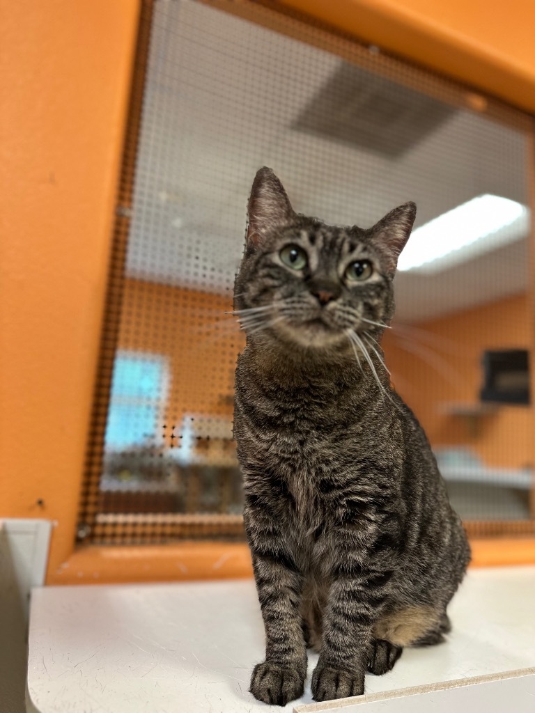 GiGi, an adoptable Domestic Short Hair in Fulton, TX, 78358 | Photo Image 1