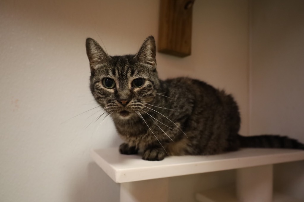 GiGi, an adoptable Domestic Short Hair in Fulton, TX, 78358 | Photo Image 1