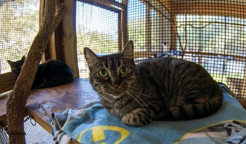 GiGi, an adoptable Domestic Short Hair in Fulton, TX, 78358 | Photo Image 3