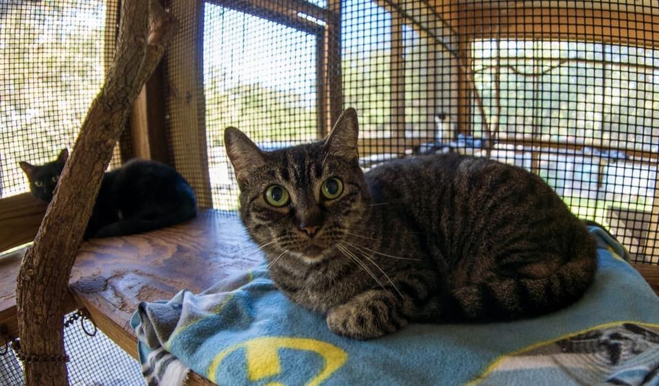 GiGi, an adoptable Domestic Short Hair in Fulton, TX, 78358 | Photo Image 3