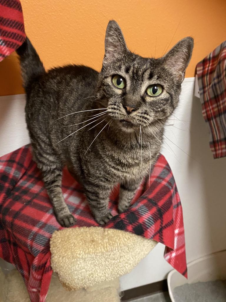 GiGi, an adoptable Domestic Short Hair in Fulton, TX, 78358 | Photo Image 4