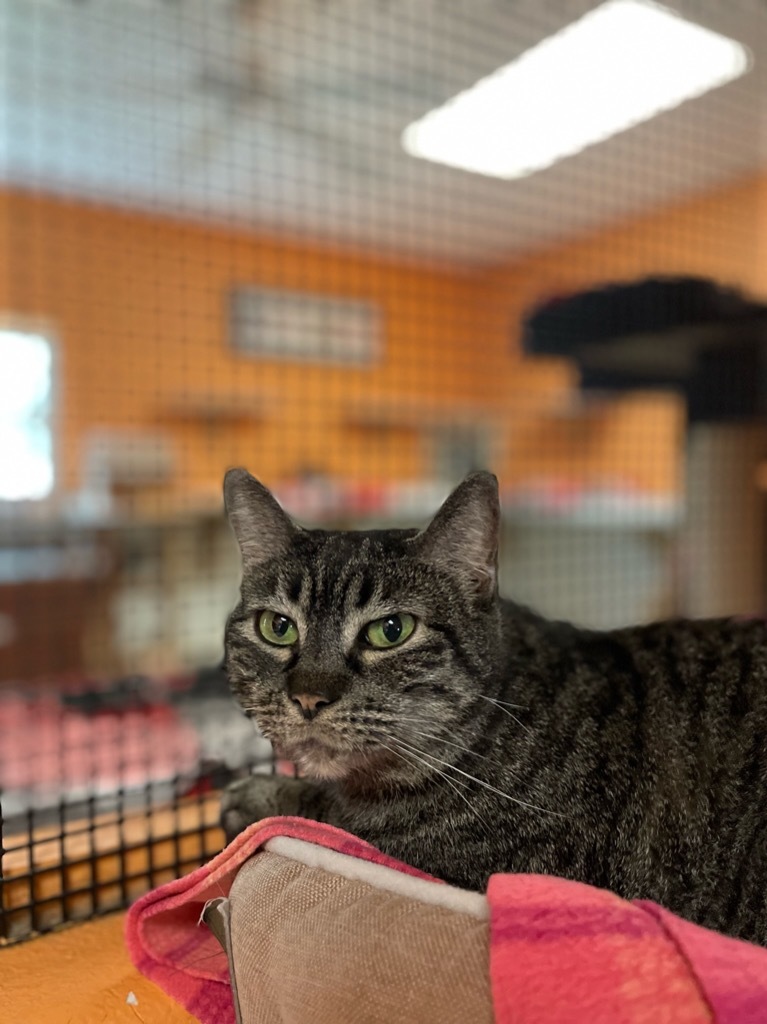 GiGi, an adoptable Domestic Short Hair in Fulton, TX, 78358 | Photo Image 5