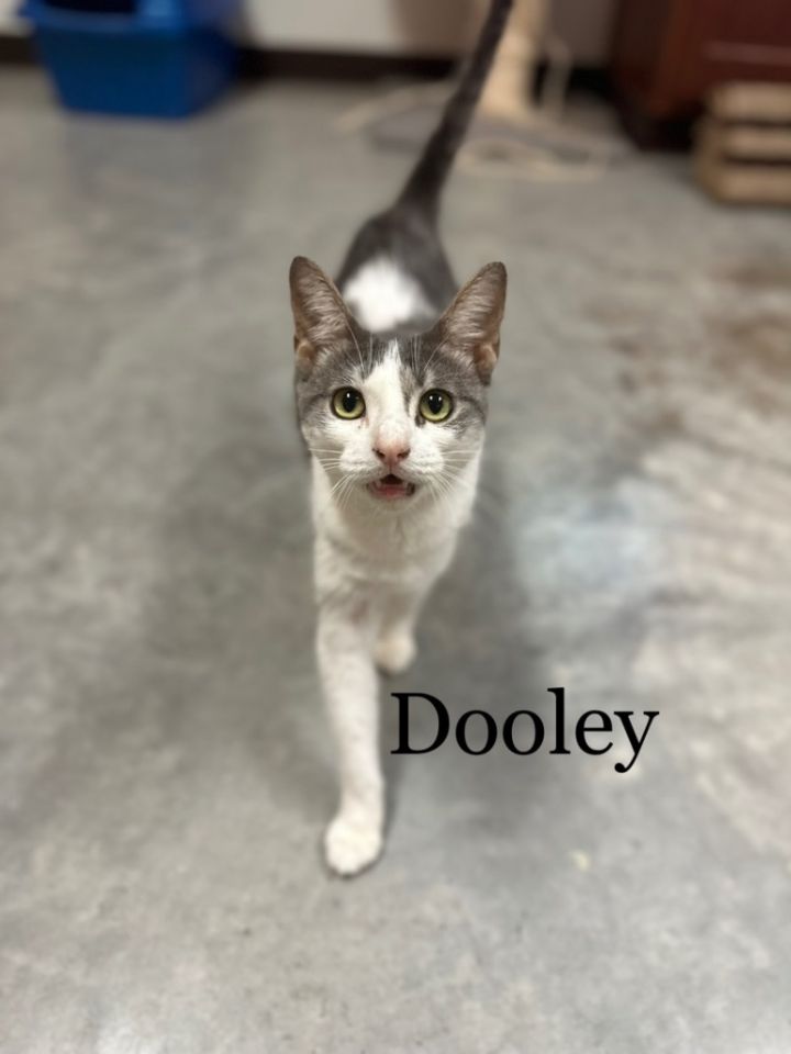Dooley, an adoptable Domestic Medium Hair in Fulton, TX_image-1