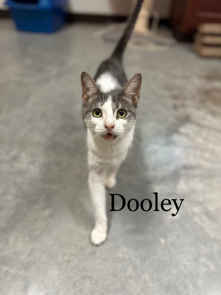 Dooley, an adoptable Domestic Medium Hair in Fulton, TX, 78358 | Photo Image 1