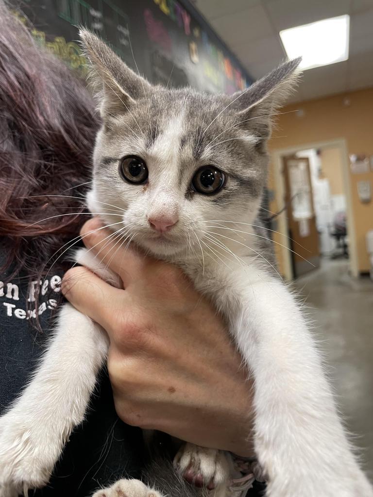 Dooley, an adoptable Domestic Medium Hair in Fulton, TX, 78358 | Photo Image 2