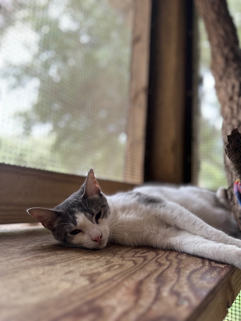 Dooley, an adoptable Domestic Medium Hair in Fulton, TX, 78358 | Photo Image 3