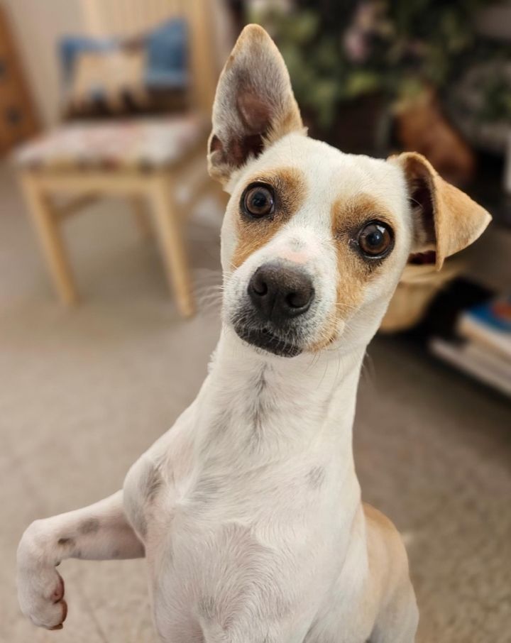 Mallory, an adoptable Chihuahua Mix in McDonough, GA_image-1