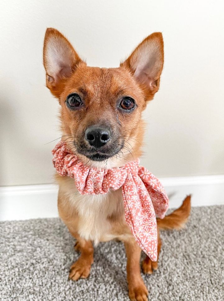 Red, an adoptable Chihuahua Mix in Minneapolis, MN_image-2