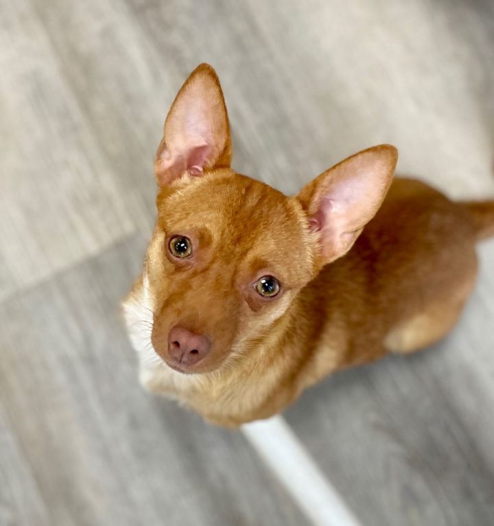 Kit - pending adoption; applications accepted for waitlist only 1