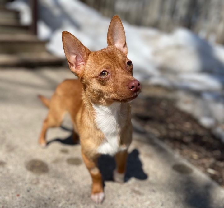 Kit - pending adoption; applications accepted for waitlist only 2
