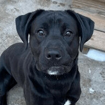 Bo, an adoptable Cane Corso & Labrador Retriever Mix in Minneapolis, MN_image-1