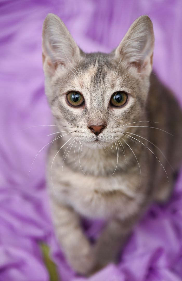 Clover, an adopted Manx & Tabby Mix in Chattanooga, TN_image-2