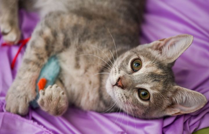Clover, an adopted Manx & Tabby Mix in Chattanooga, TN_image-1