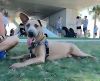 Odie