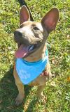 Odie