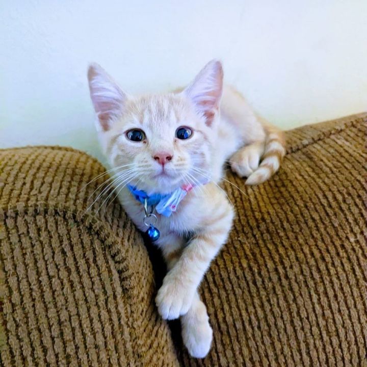 Scooby , an adopted Domestic Short Hair Mix in Springfield, MO_image-6