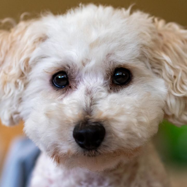 Happy , an adoptable Miniature Poodle in Springfield, MO_image-3