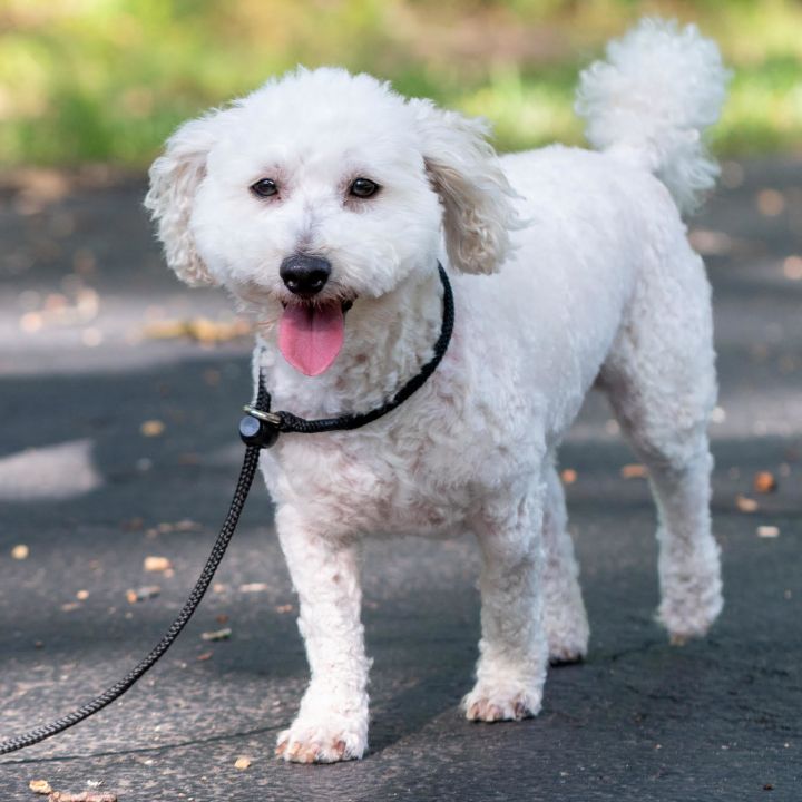 Happy , an adoptable Miniature Poodle in Springfield, MO_image-6