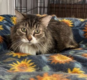 Mittens 2, Senior Female Domestic Long Hair