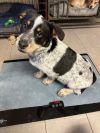 Benny