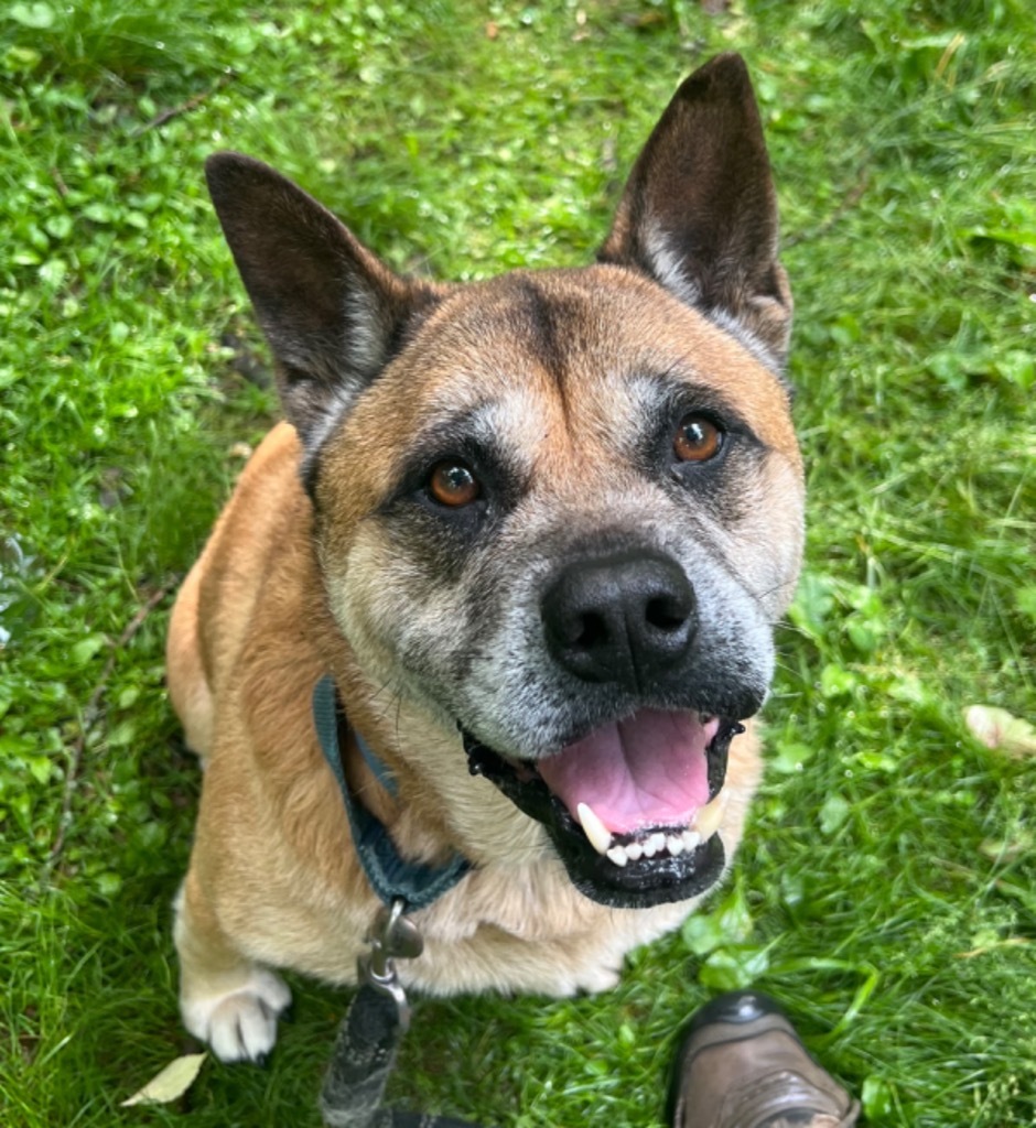 Gia, an adoptable Akita, English Bulldog in Hyde Park, NY, 12538 | Photo Image 1