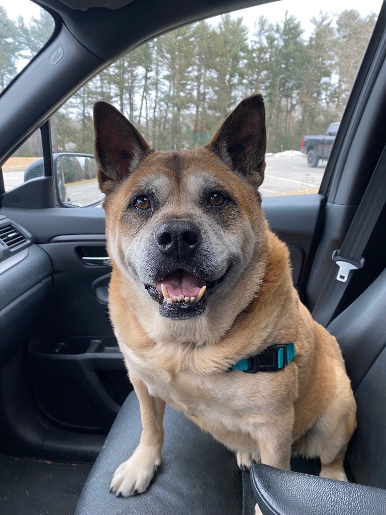 Gia, an adoptable Akita, English Bulldog in Hyde Park, NY, 12538 | Photo Image 1