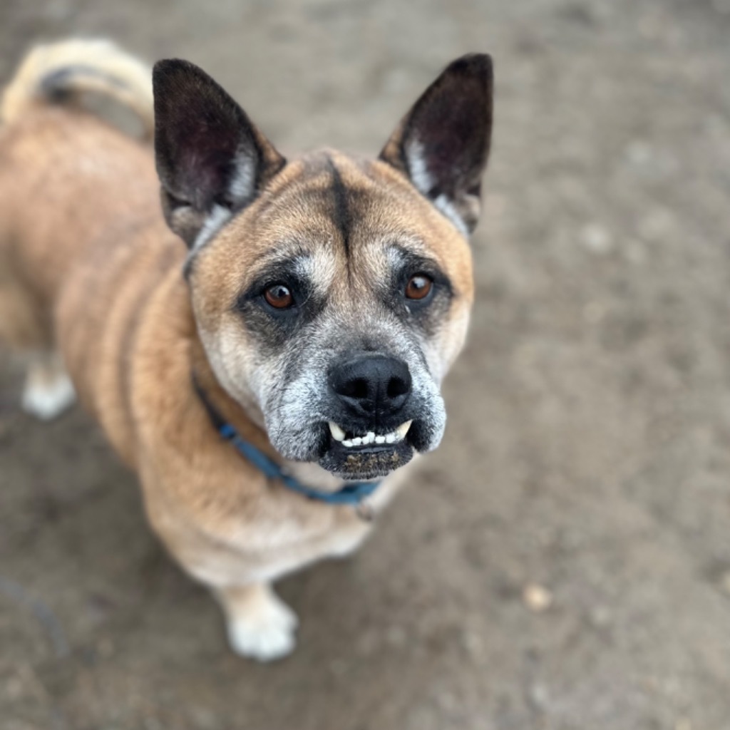 Gia, an adoptable Akita, English Bulldog in Hyde Park, NY, 12538 | Photo Image 2