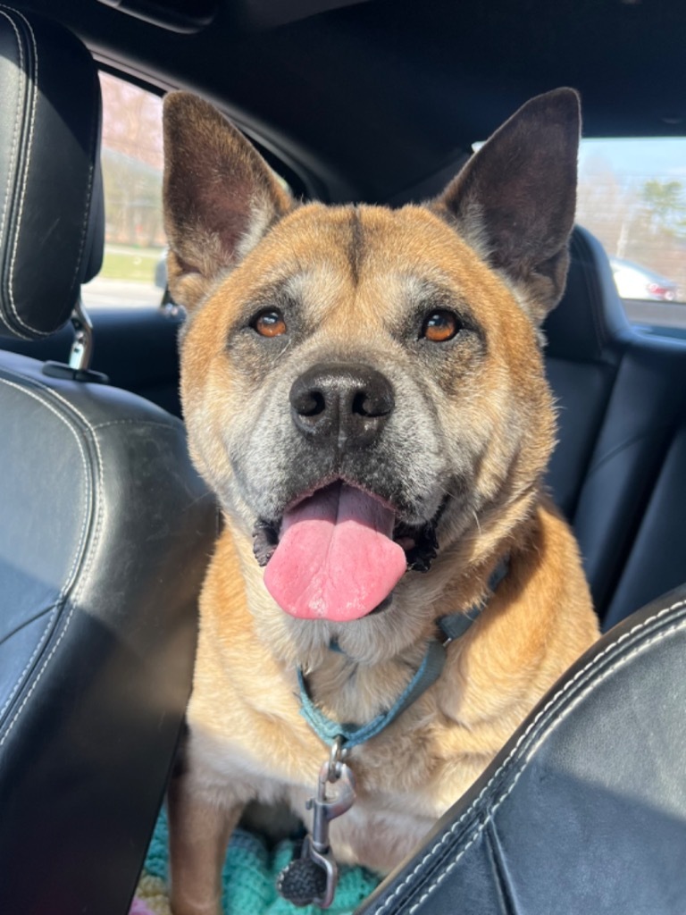 Gia, an adoptable Akita, English Bulldog in Hyde Park, NY, 12538 | Photo Image 2