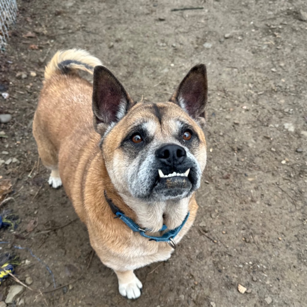 Gia, an adoptable Akita, English Bulldog in Hyde Park, NY, 12538 | Photo Image 3