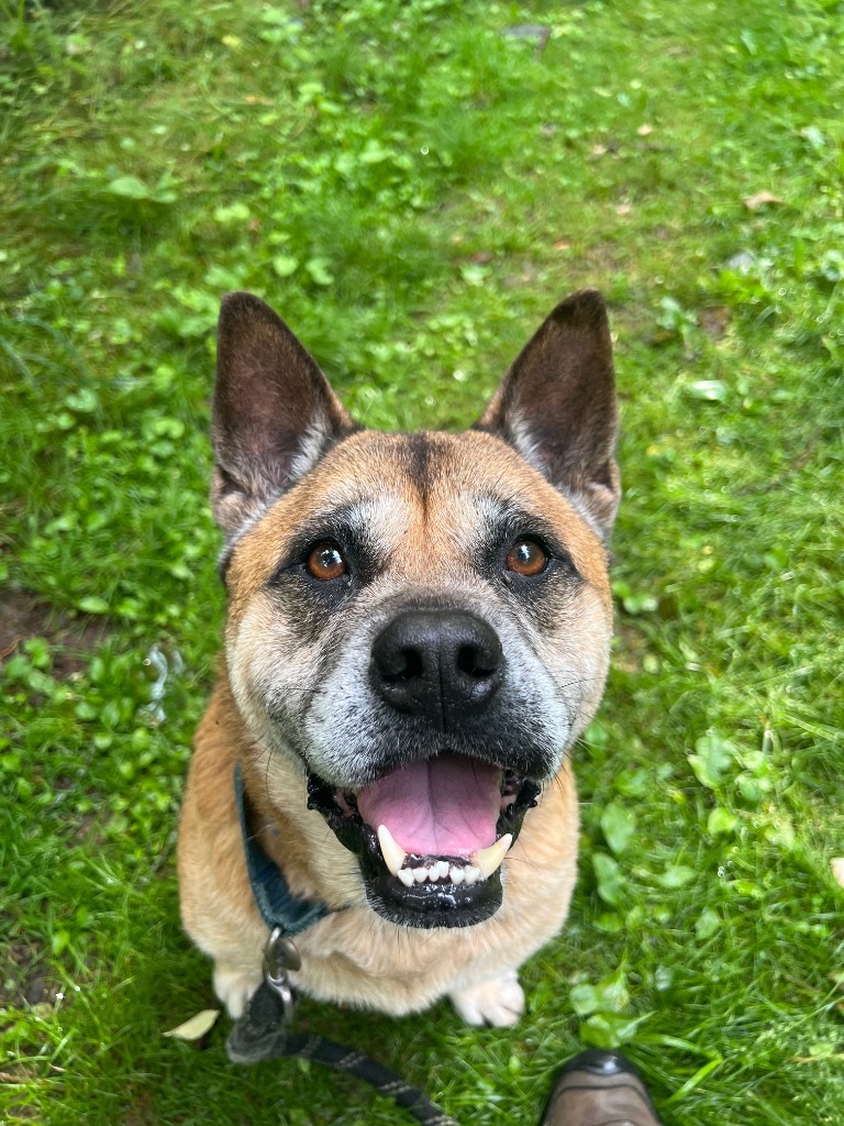 Gia, an adoptable Akita, English Bulldog in Hyde Park, NY, 12538 | Photo Image 3