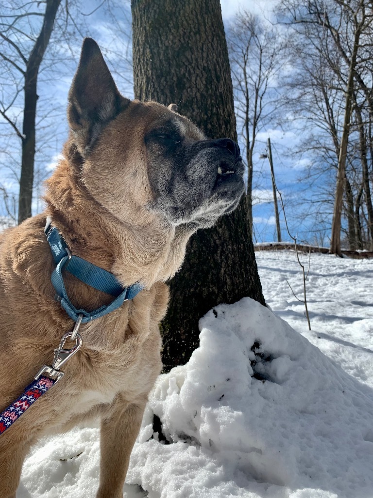 Gia, an adoptable Akita, English Bulldog in Hyde Park, NY, 12538 | Photo Image 4