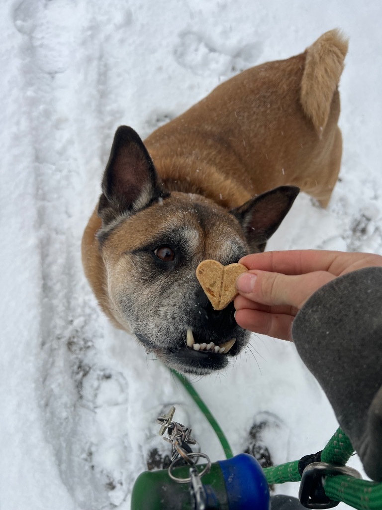 Gia, an adoptable Akita, English Bulldog in Hyde Park, NY, 12538 | Photo Image 5