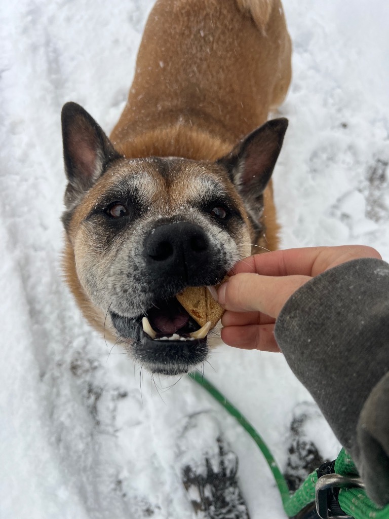 Gia, an adoptable Akita, English Bulldog in Hyde Park, NY, 12538 | Photo Image 5