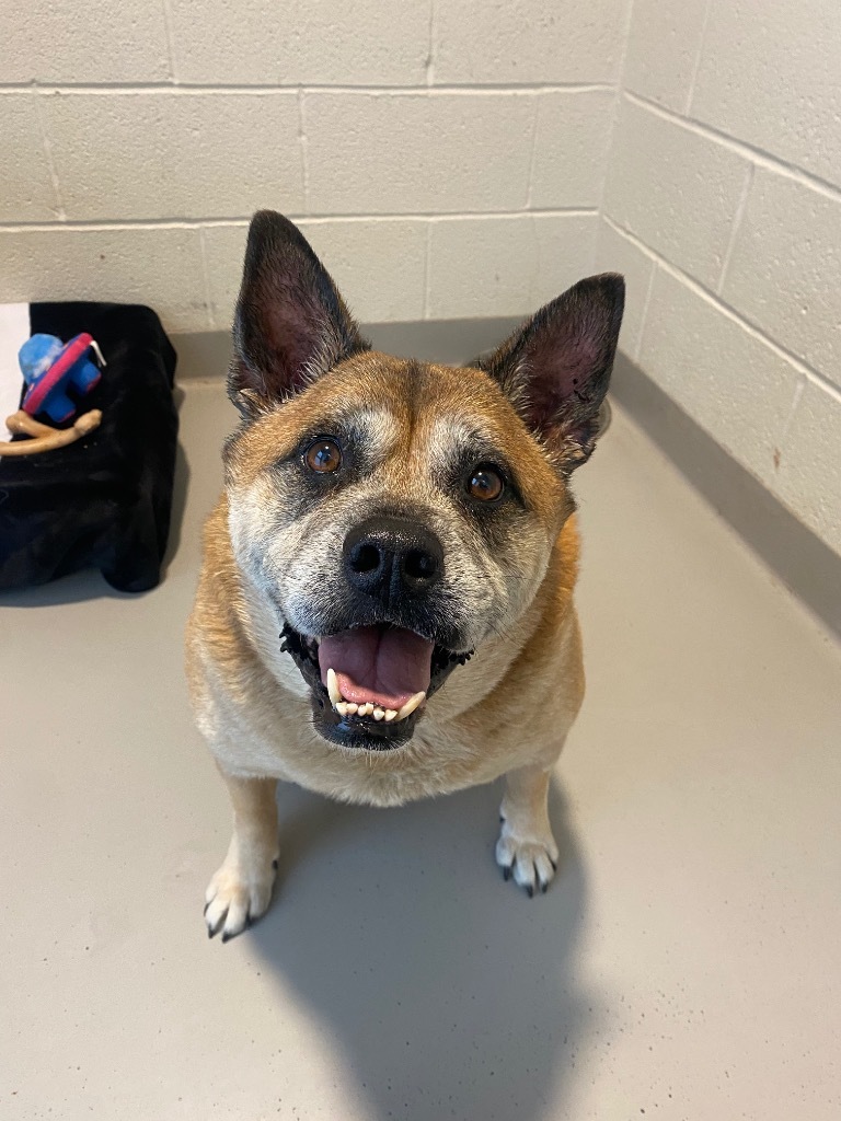 Gia, an adoptable Akita, English Bulldog in Hyde Park, NY, 12538 | Photo Image 6