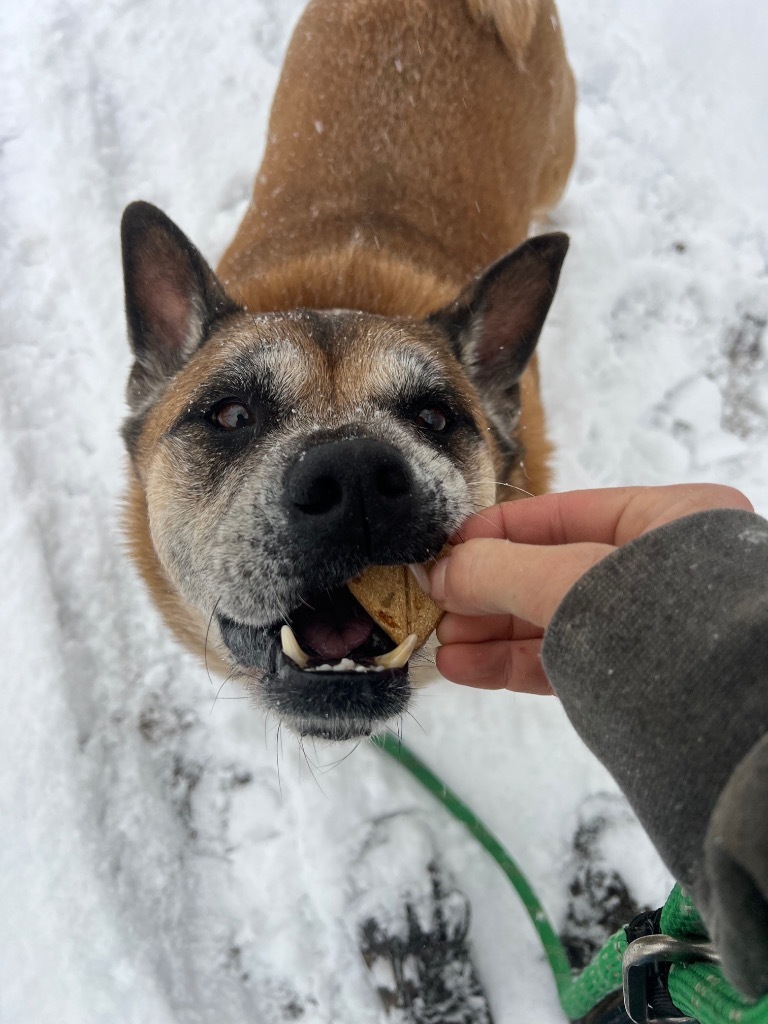Gia, an adoptable Akita, English Bulldog in Hyde Park, NY, 12538 | Photo Image 6