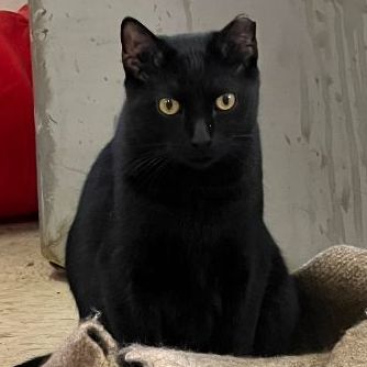 Cat For Adoption - Al Capone, A Domestic Short Hair Mix In East 