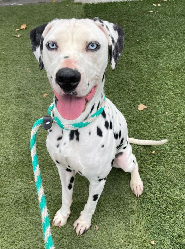 dalmatians with blue eyes