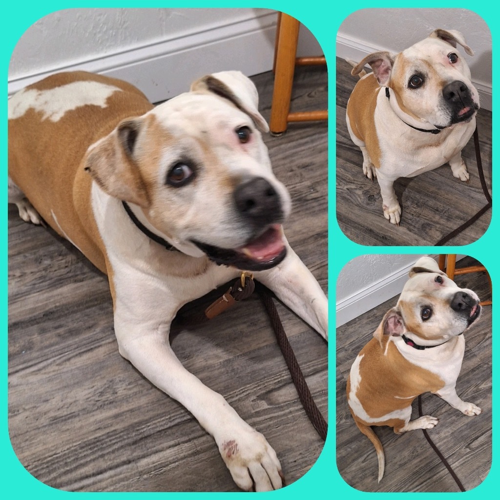 Vero, an adoptable Pit Bull Terrier in Labelle, FL, 33975 | Photo Image 1