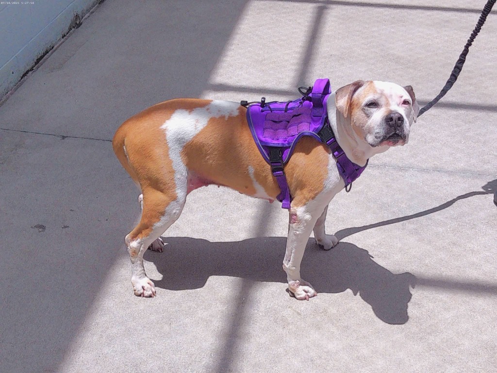 Vero, an adoptable Pit Bull Terrier in Labelle, FL, 33975 | Photo Image 1