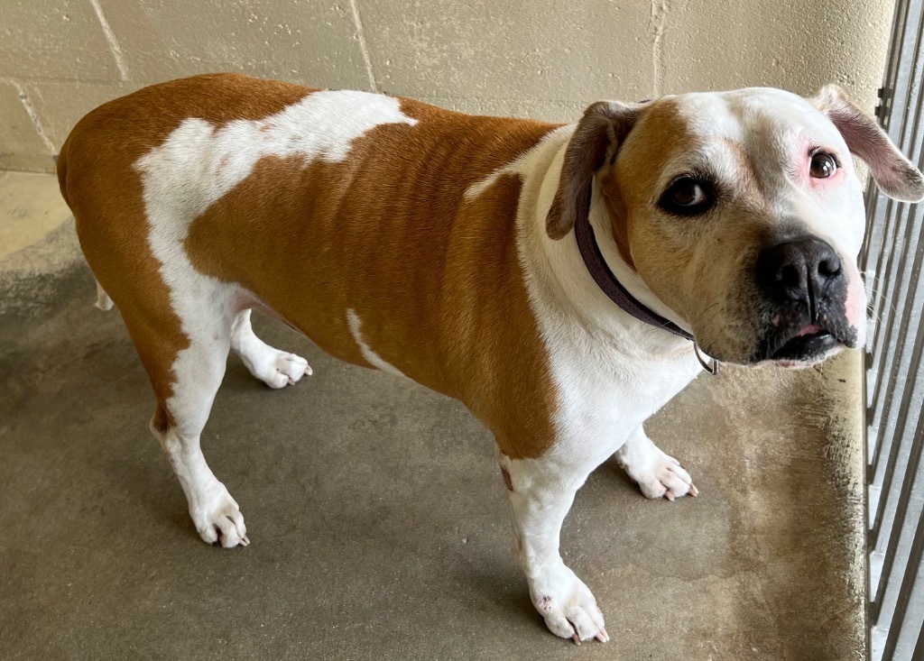 Vero, an adoptable Pit Bull Terrier in Labelle, FL, 33975 | Photo Image 2