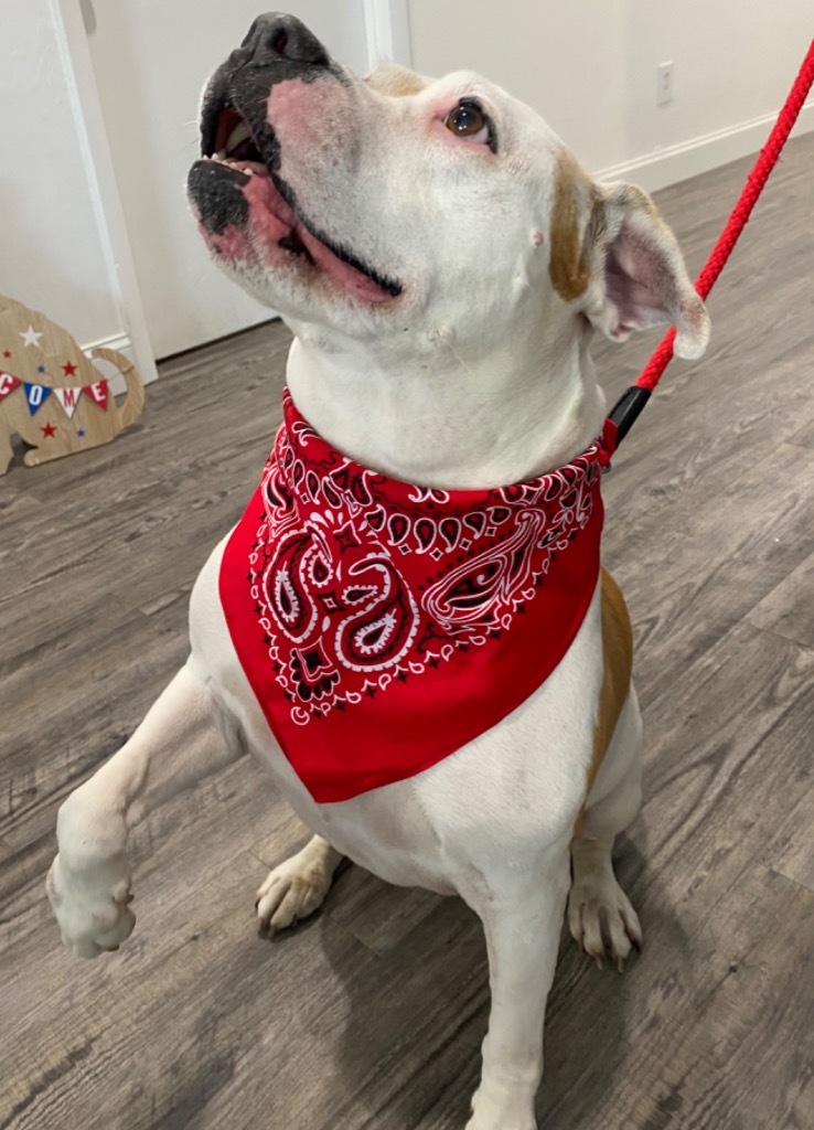 Vero, an adoptable Pit Bull Terrier in Labelle, FL, 33975 | Photo Image 3