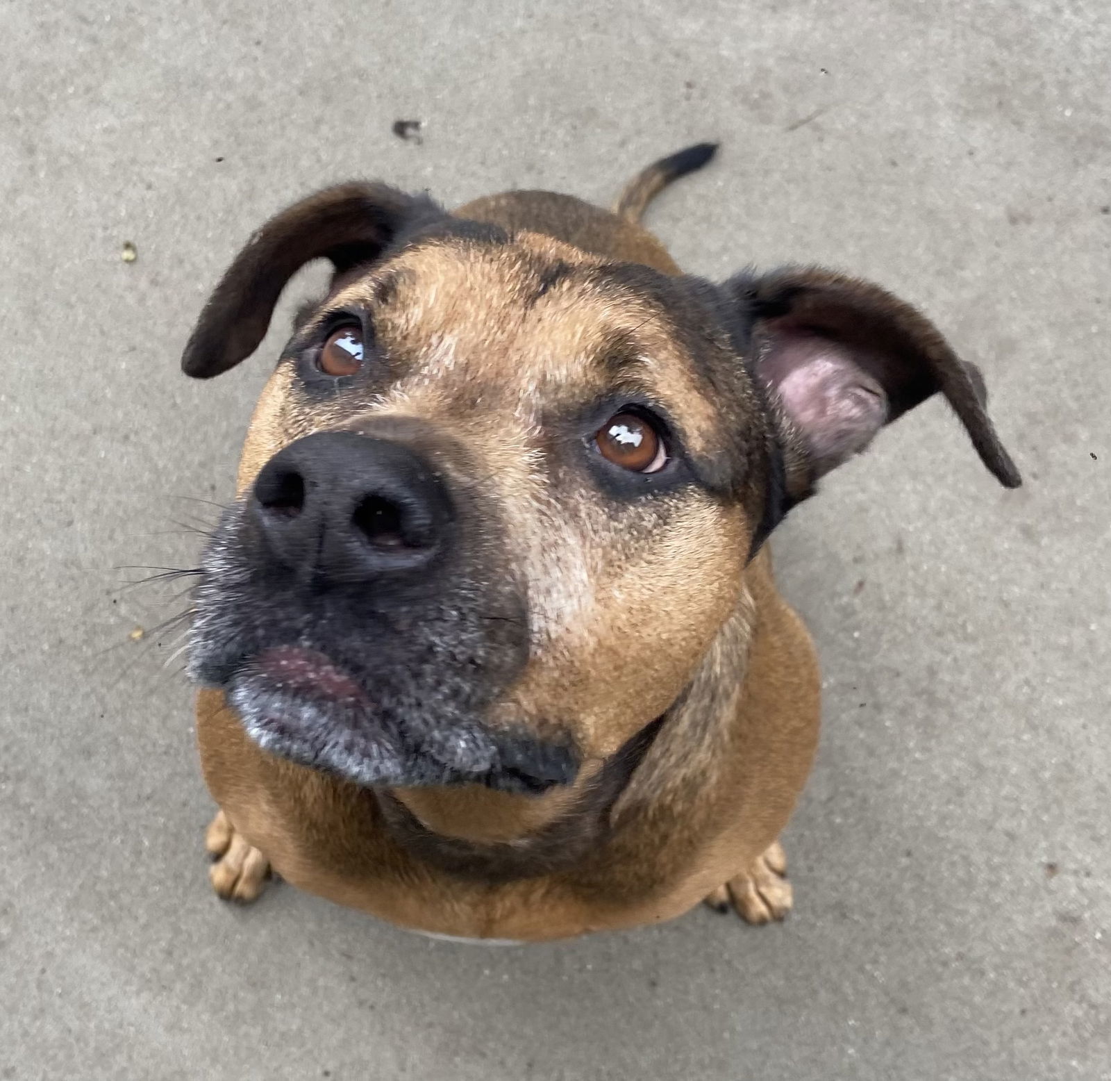 Kay, an adoptable Bullmastiff, German Shepherd Dog in Lexington, SC, 29071 | Photo Image 1