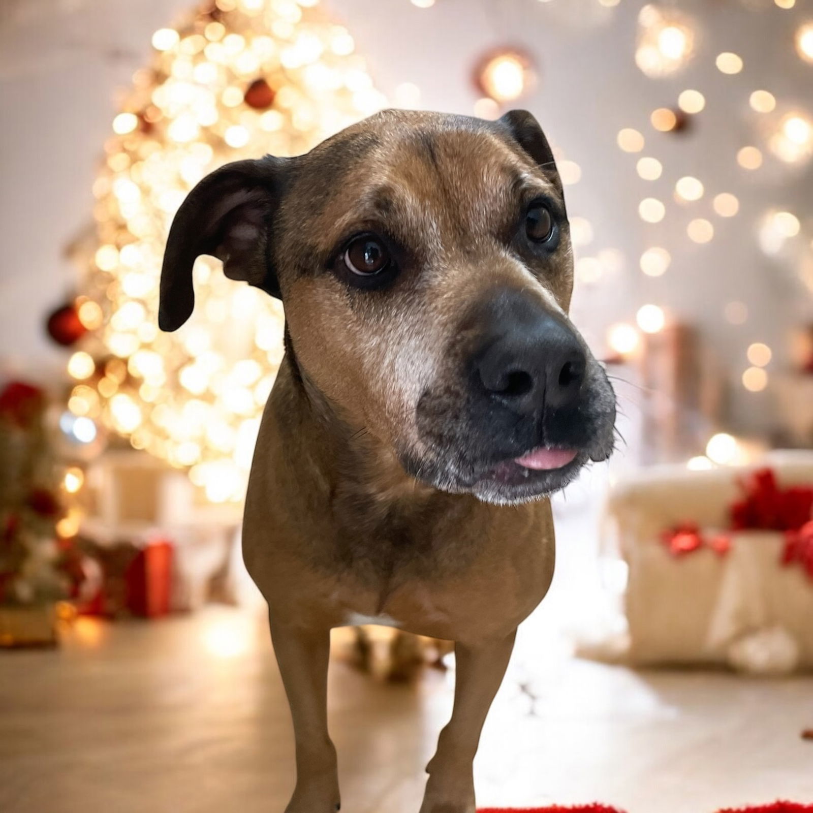 Kay, an adoptable Bullmastiff, German Shepherd Dog in Lexington, SC, 29071 | Photo Image 1