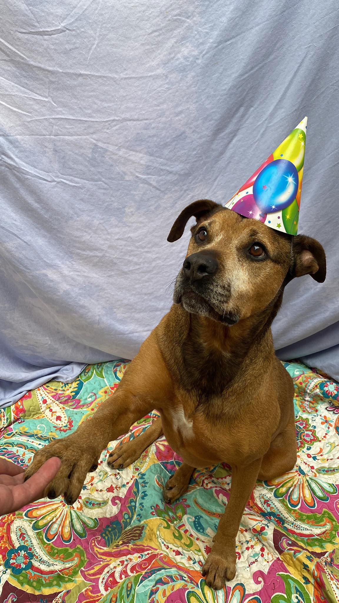 Kay, an adoptable Bullmastiff, German Shepherd Dog in Lexington, SC, 29071 | Photo Image 1