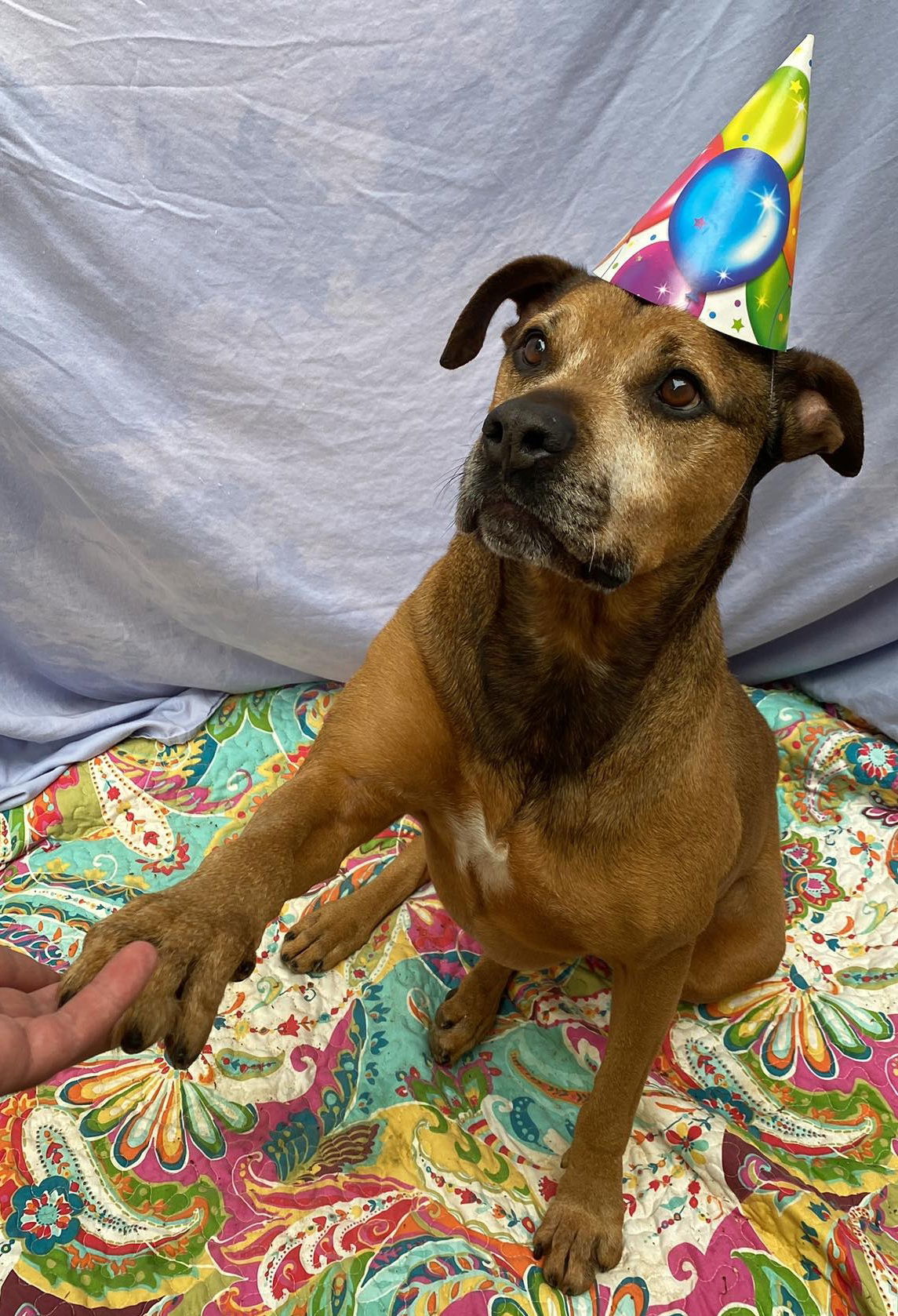 Kay, an adoptable Bullmastiff, German Shepherd Dog in Lexington, SC, 29071 | Photo Image 1