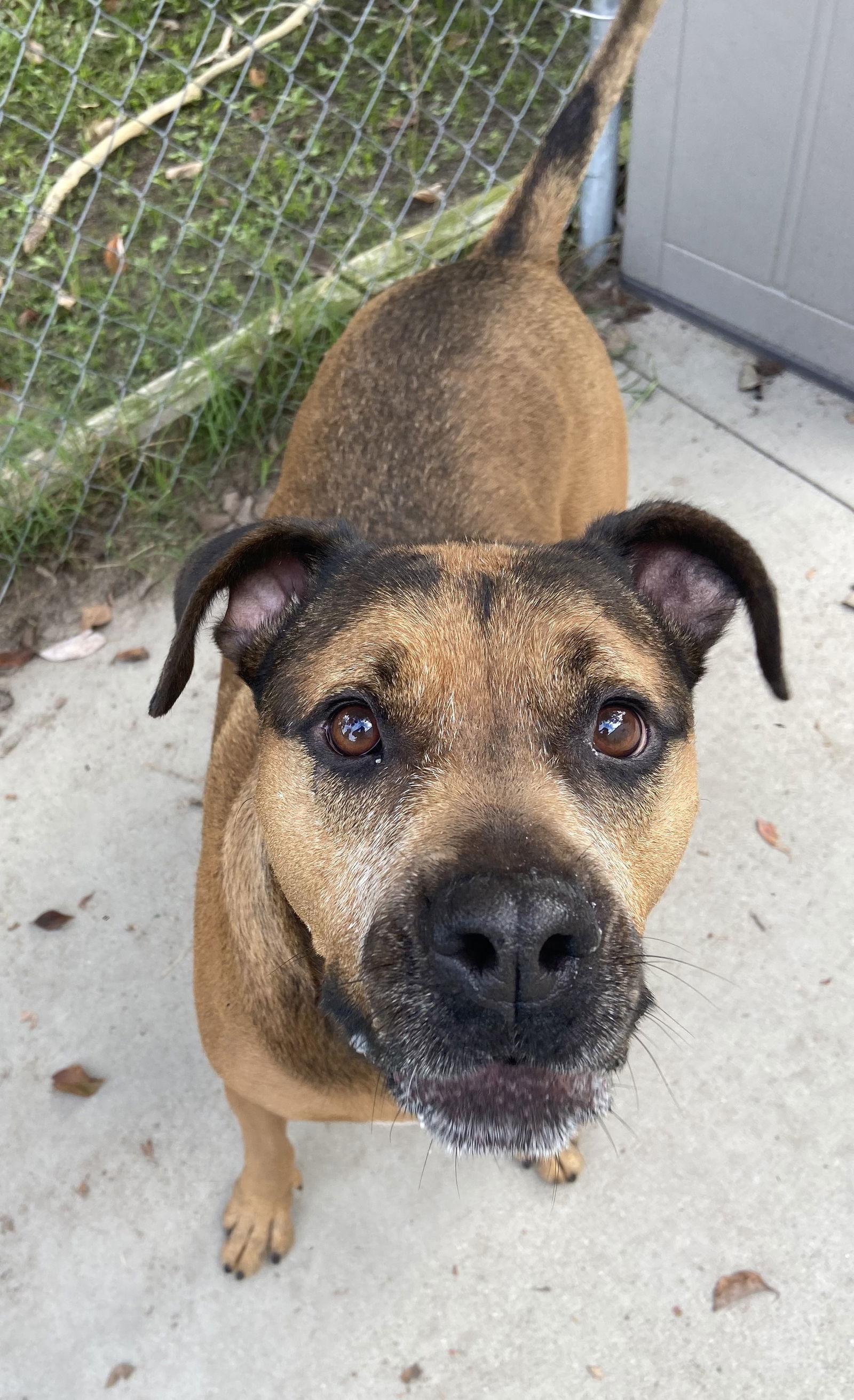 Kay, an adoptable Bullmastiff, German Shepherd Dog in Lexington, SC, 29071 | Photo Image 2