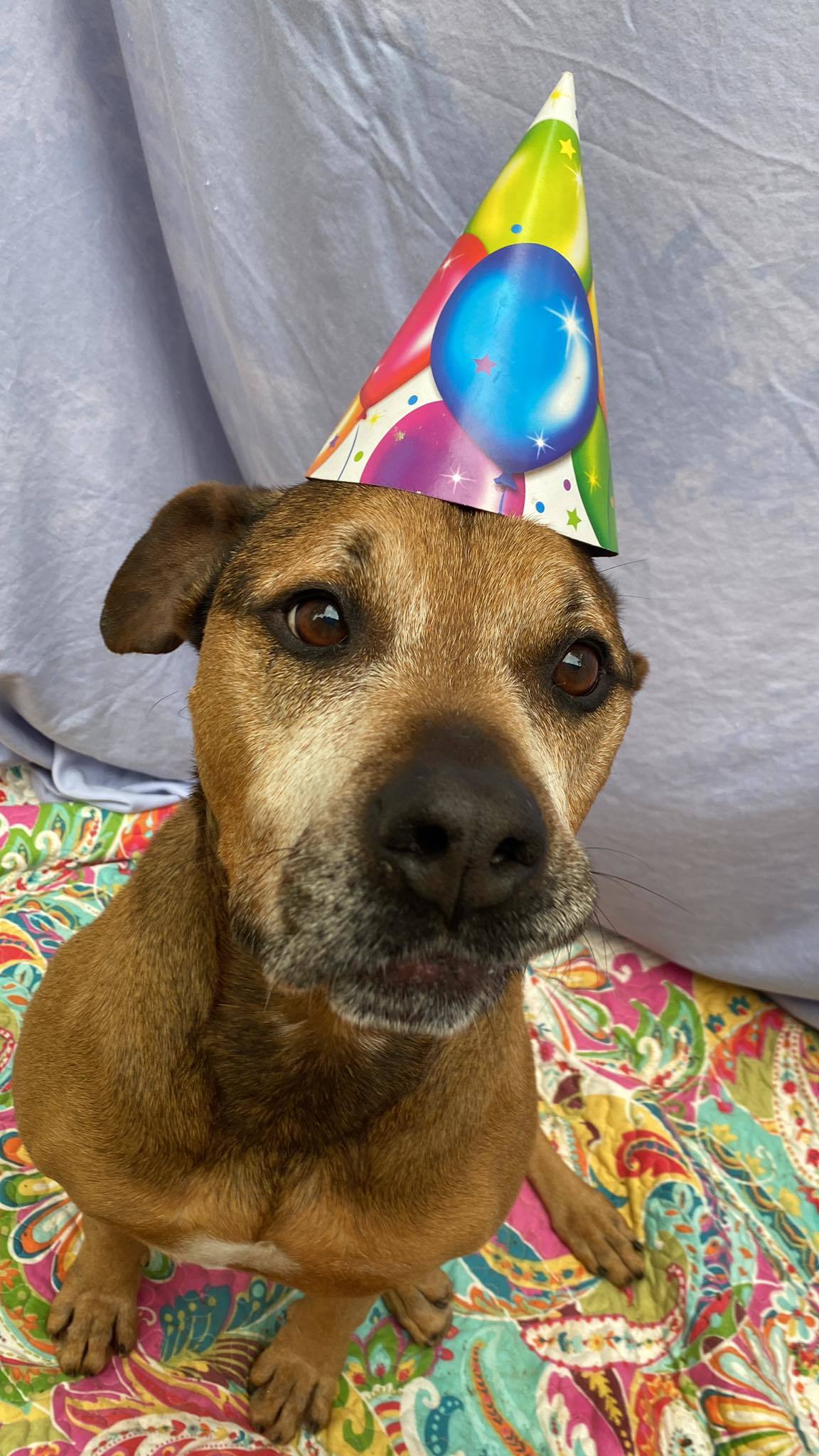 Kay, an adoptable Bullmastiff, German Shepherd Dog in Lexington, SC, 29071 | Photo Image 2